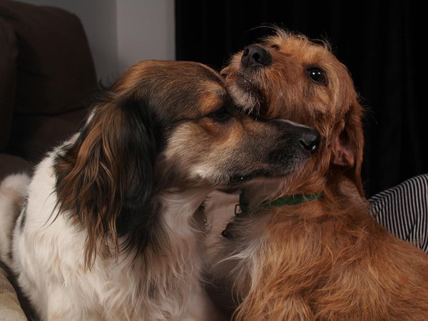 Wat zijn de voordelen van teamsporten?